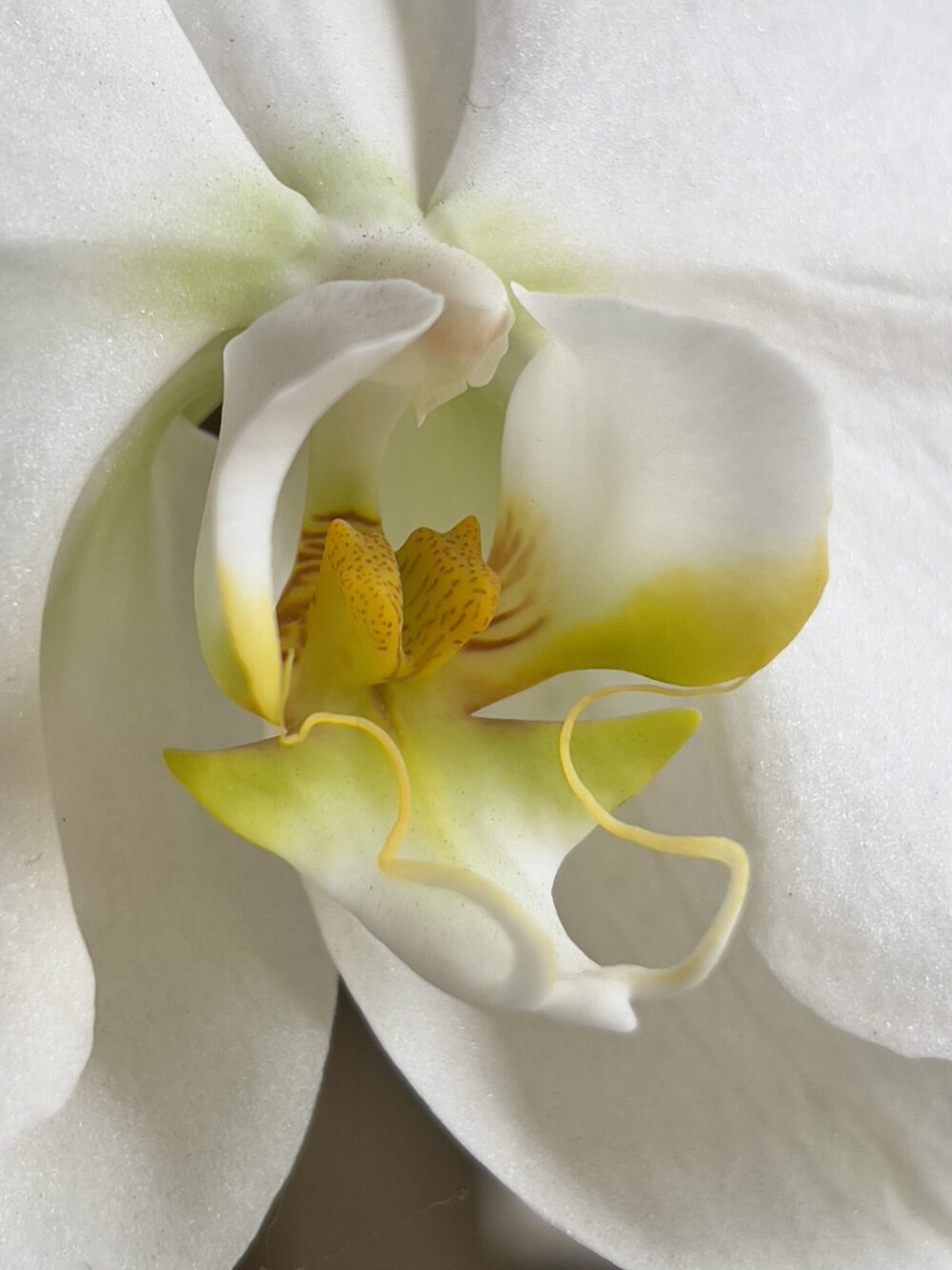 iPhoneography with Kelli Klymenko 4