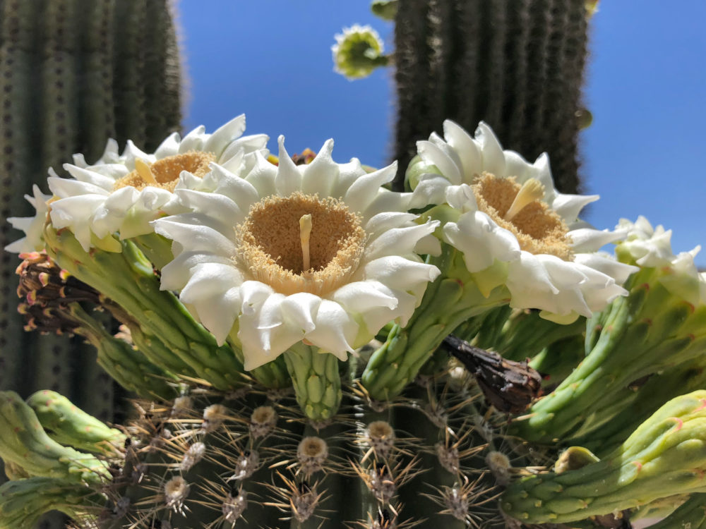 iPhoneography with Kelli Klymenko 3