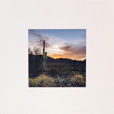 Saguaro Sunrise by A O Tucker