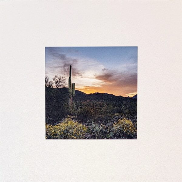 Saguaro Sunrise by A O Tucker