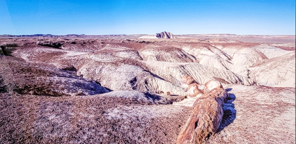 Petrified Forest by Kelli Klymenko