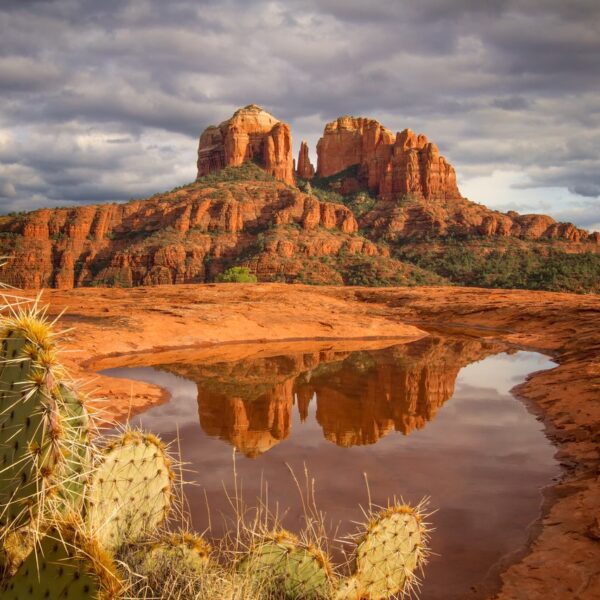Cathedral Cactus and Clouds by Elaine Belvin