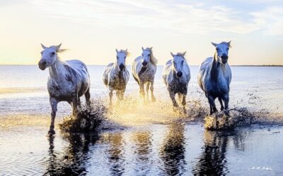 The Camargue Horses at Dawn by Bill Belvin