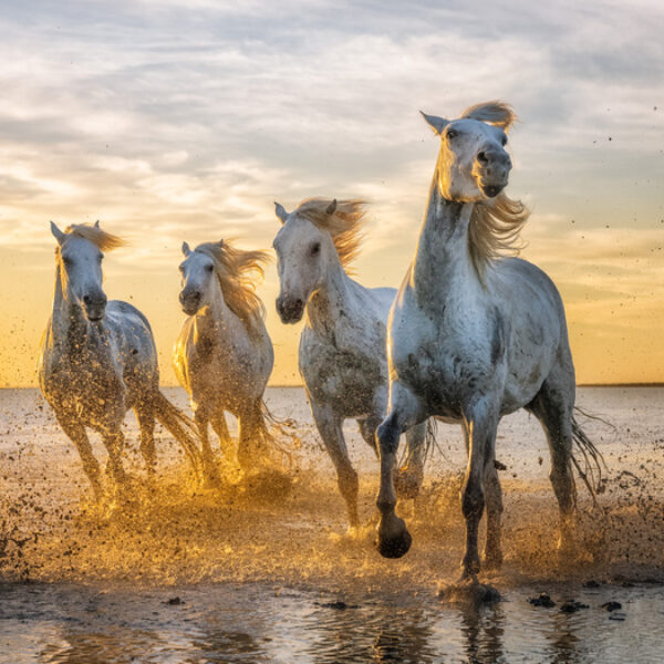 The White Horses of the Camargue by Elaine Belvin