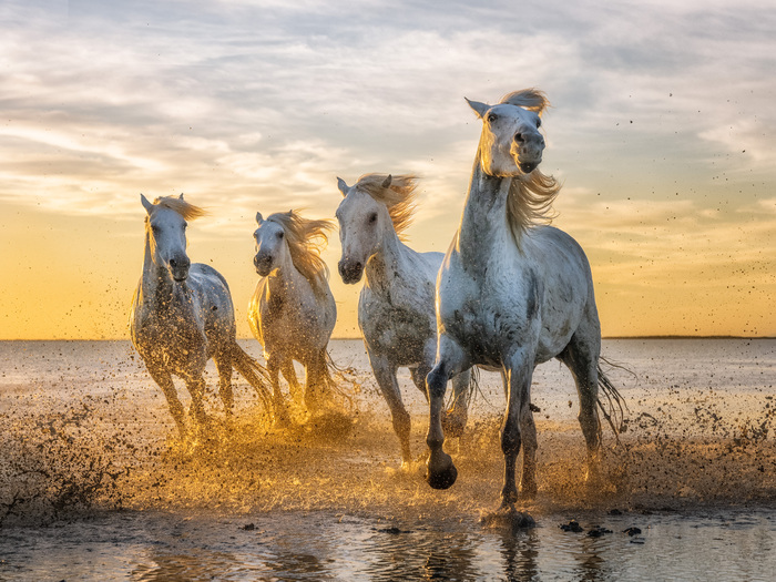 The White Horses of the Camargue by Elaine Belvin