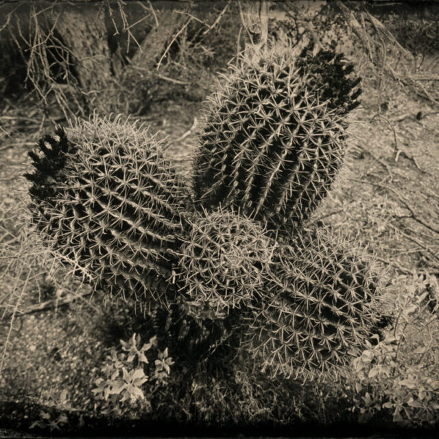 Barrel Cactus by Mark Edward Dawson