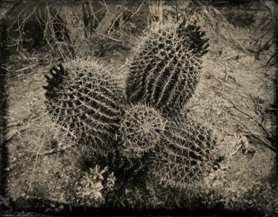 Barrel Cactus by Mark Edward Dawson
