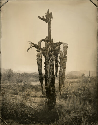 Bush Fire Saguaro by Mark Edward Dawson