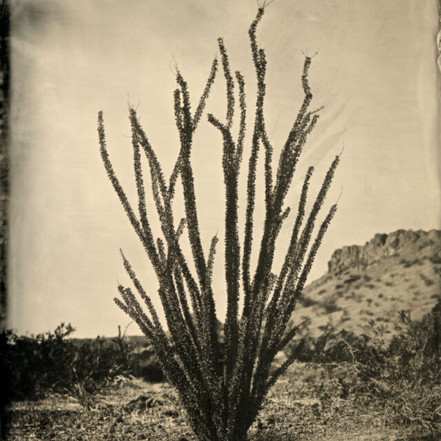 Ocotillo by Mark Edward Dawson