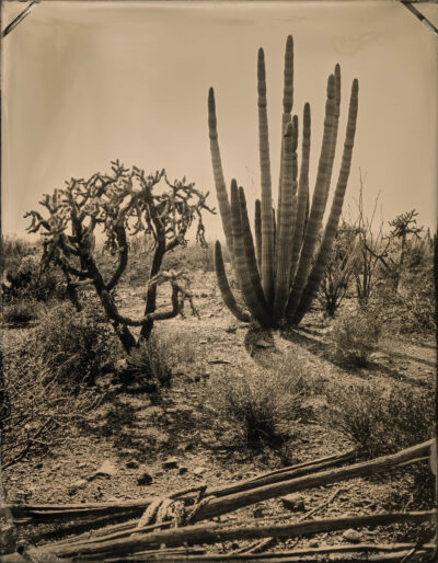 Organ Pipe Cactus 2 by Mark Edward Dawson
