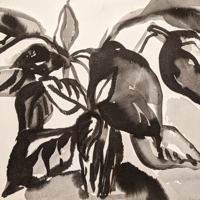Plant Drawing by Myrna Harrison