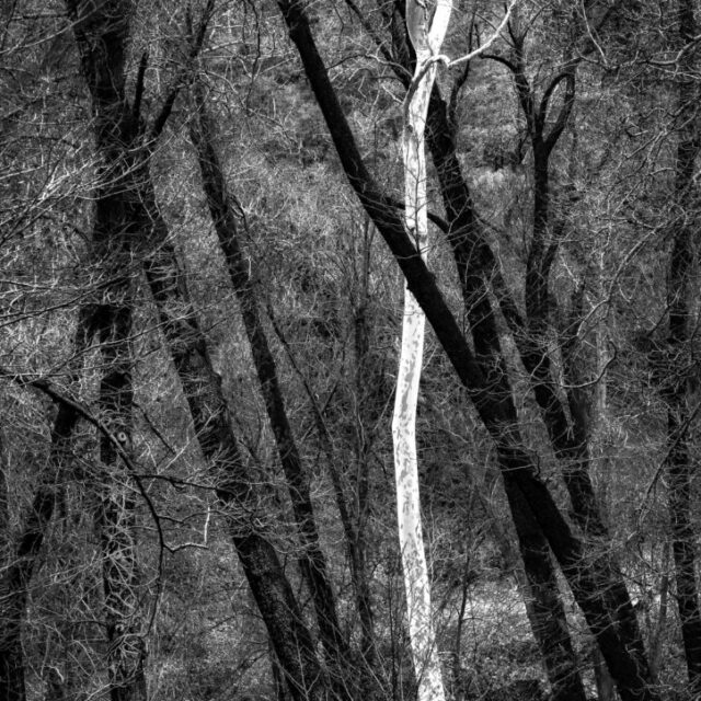 The Ghost Trees of Junipine by Terry Shoulders