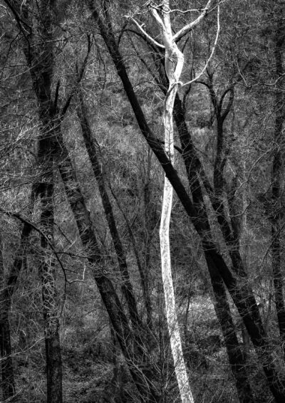 The Ghost Trees of Junipine by Terry Shoulders