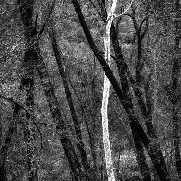 The Ghost Trees of Junipine by Terry Shoulders