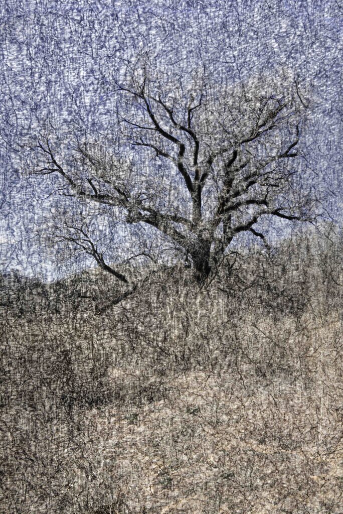Tapis – Trees No 2 by Terry Shoulders