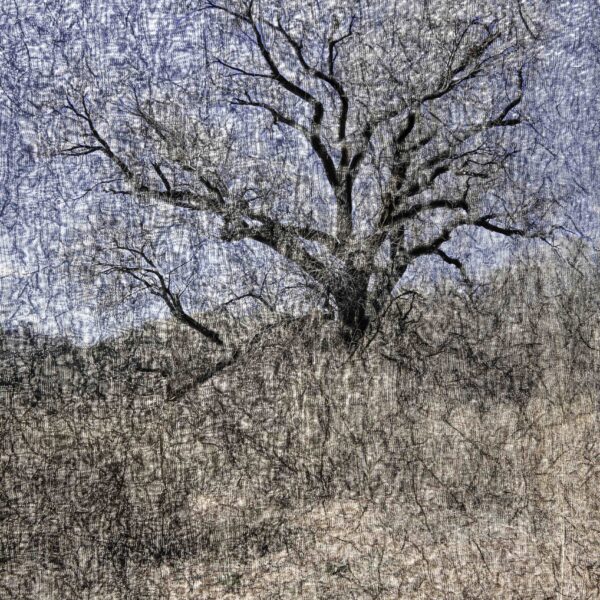 Tapis – Trees No 2 by Terry Shoulders