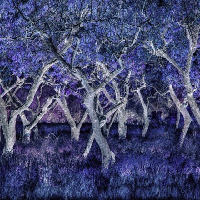 The Dancing Trees by Terry Shoulders
