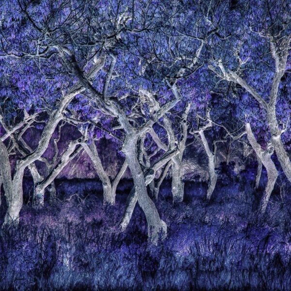 The Dancing Trees by Terry Shoulders
